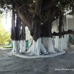 Banyan de la Mendoubia de Tanger